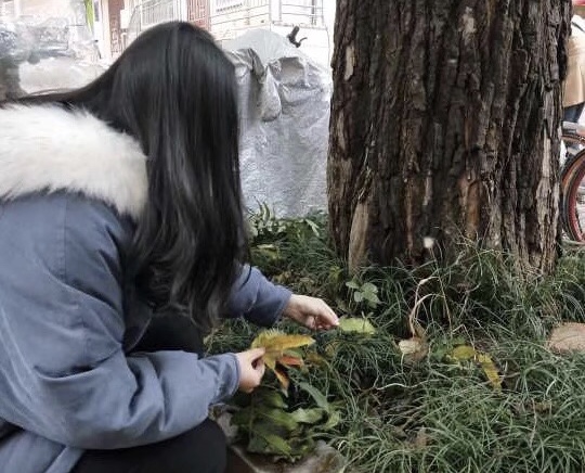 同学收集落叶剪影